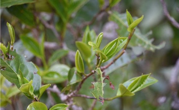 Taste Characteristics of Mansong Tea