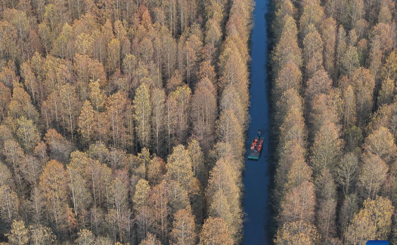 Scenery of Jinhu water forest scenic spot in Jiangsu