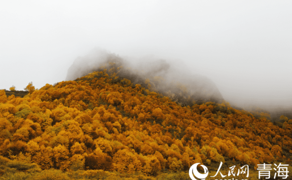 In pics: picturesque autumn scenery at Qunjia National Forest Park in NW China’s Qinghai