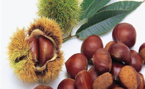 Wenxian Hairy Chestnuts