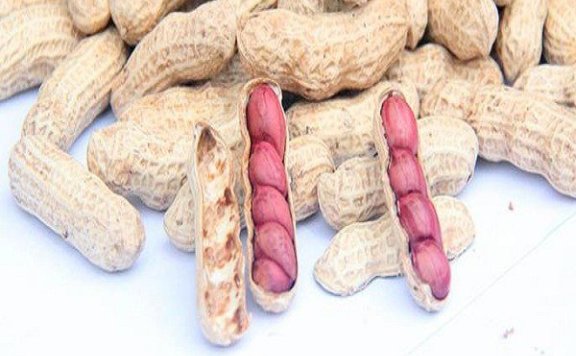 Guzhen Peanuts