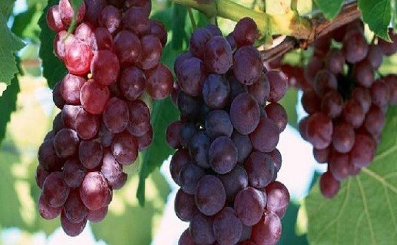 Changgou Grapes