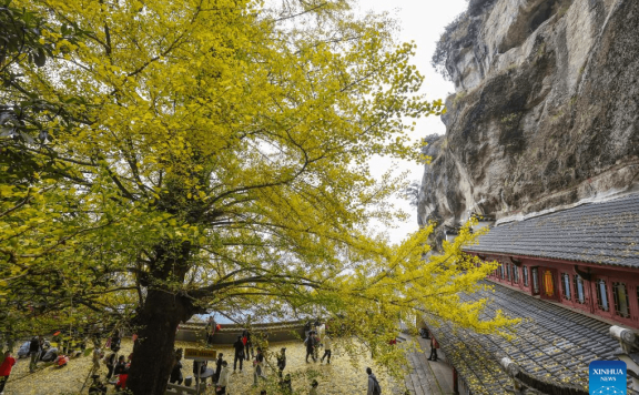 Old ginkgo tree attracts visitors in E China’s Zhejiang