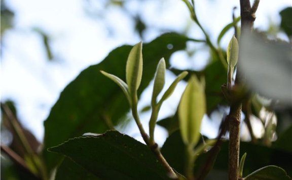 Points to Consider When Enjoying Guyu Tea