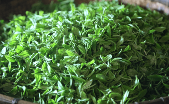 Guipa Tea, a Characteristic Agricultural Product of Guangxi