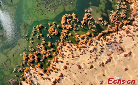 Golden oasis of desert poplar forests along Tarim River in Xinjiang