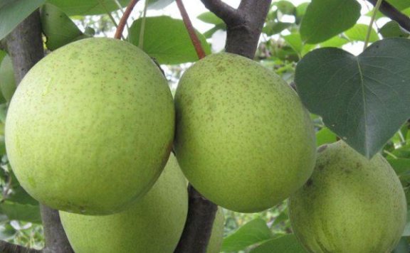 Caojia Pear