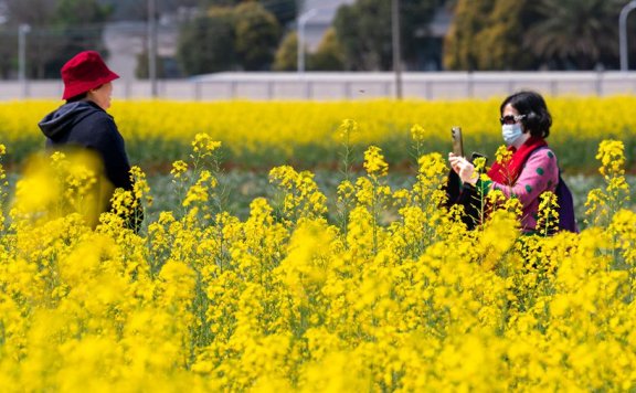 In pics: Sea of rapeseed flowers usher in springtime in SE China’s Xiamen