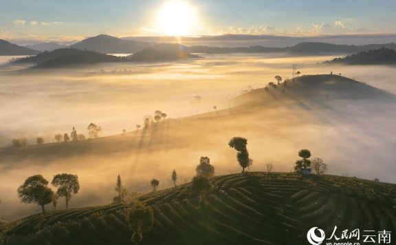 In pics: Picturesque misty scenery of tea gardens in SW China’s Yunnan