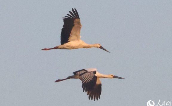 Rare storks spotted in Xiamen, SE China’s Fujian