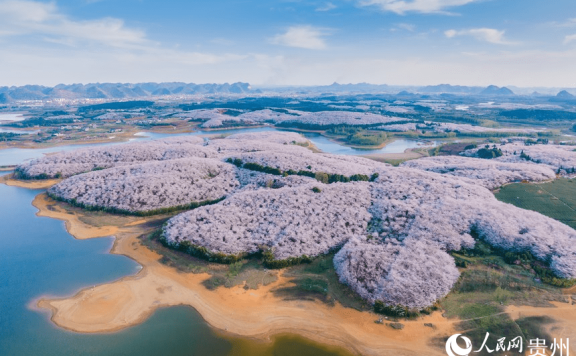 In pics: Cherry blossoms bloom in SW China’s Guizhou