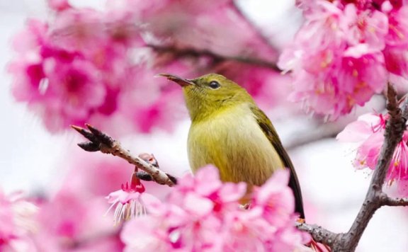 China welcomes flower appreciation season